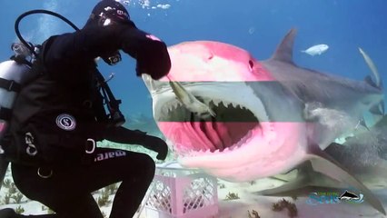 A dança dos Tubarões tigre com Vincent Canabal