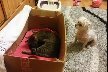 Il Cane Muore Dalla Voglia Di Vedere I Gattini Appena Nati, Guardate Cosa Fa... Adorabile!