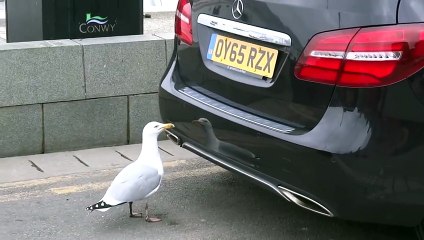 Quelle est la réaction d'une mouette qui se voit dans le pare-choc d'une voiture ? Regardez !
