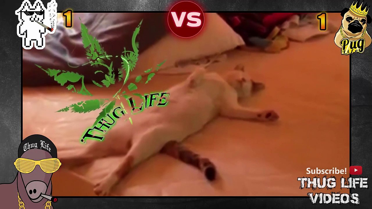 Ultimate Thug Life Compilation #41 Cats vs Dogs