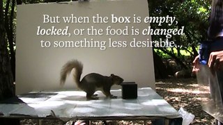 Animal Behavior Research on Fox Squirrels