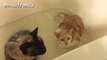 Cats Saying No to Bath - A Funny Cats In Water Compilation