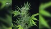 Cannabis : drogue ou médicament ? (Etat de Santé, LCP) (FR)