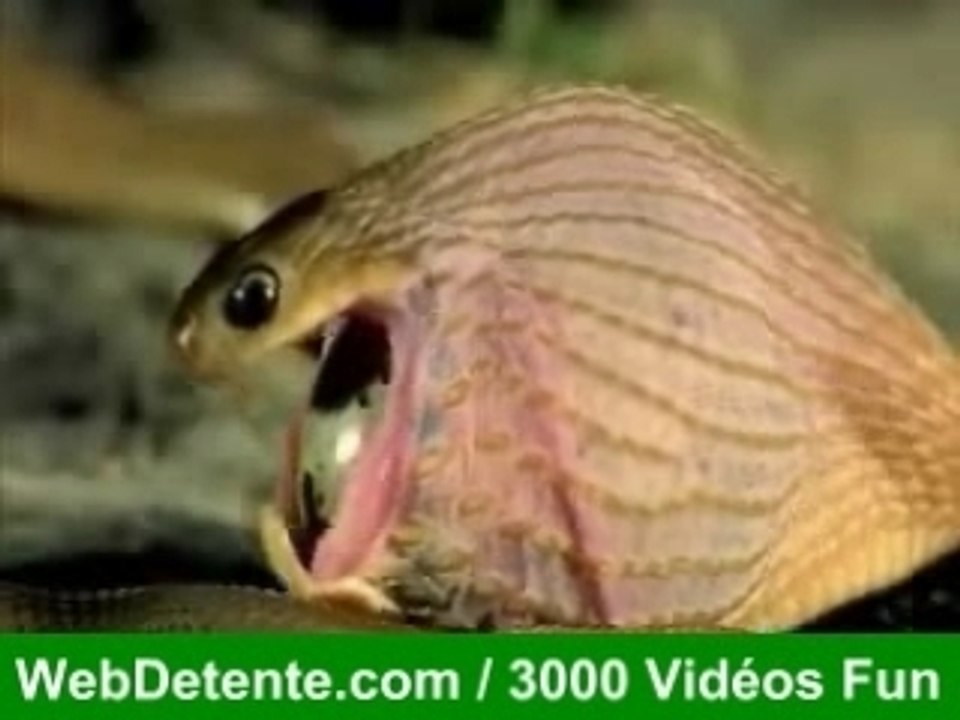 serpent avale gros oeuf impressionant !