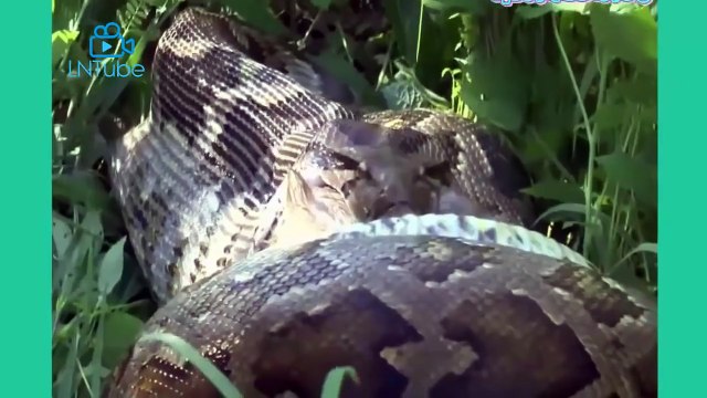 CRAZIEST Animals Attack Caught - Crazy animal attack - Funny Animals Attack Video 2016 #12