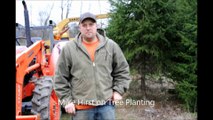 Mike Discusses   Norway  Spruce Tree Management