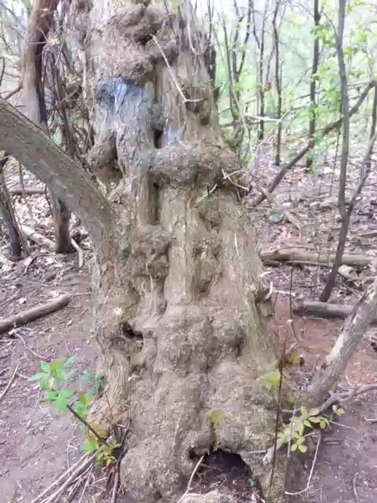 Dog Jumps Down From Tree