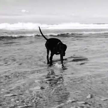 Dog Royalty - Moonwalking in the sea. Or something...