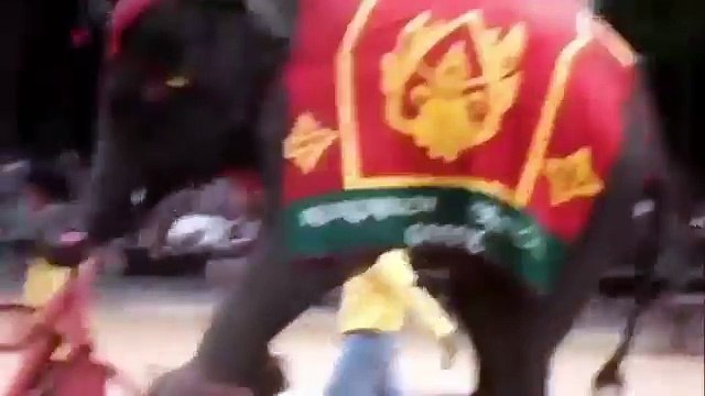 Con Chim Non - Chú voi con ở bản đôn - Xiếc Vẹt - Xiếc Voi - Nhạc thiếu nhi vui nhộn