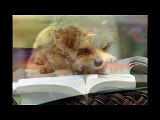 Funny Cats - Funny Animals - Funny Cat Videos - Funny Clips - Animal Reading