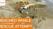 Volunteers Attempt Rescue of Beached Whale on Spanish Beach