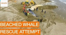 Volunteers Attempt Rescue of Beached Whale on Spanish Beach