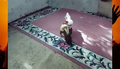 Cockfighting in Barbados