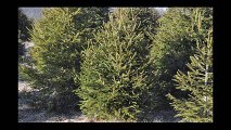 Mike Hirst on Spruce Trees....Reasons to Plant Norway Spruce Trees