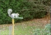 mission impossible squirrel