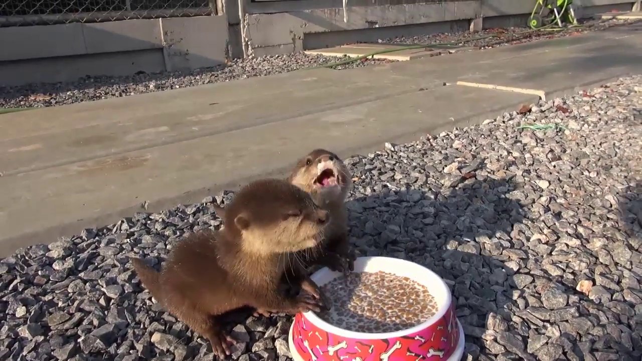 Deux bébés loutres prennent leur repas dans un refuge