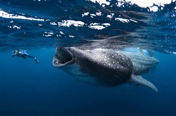 10 Biggest Whales In The World