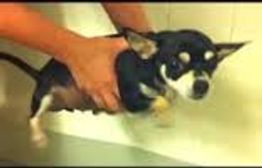 Cute Dogs Air Swimming - Funny Dog Videos Compilation 2015