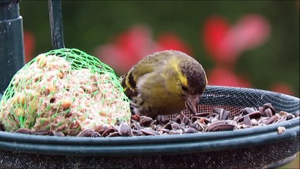une petite variété d'oiseaux au printemps 2016