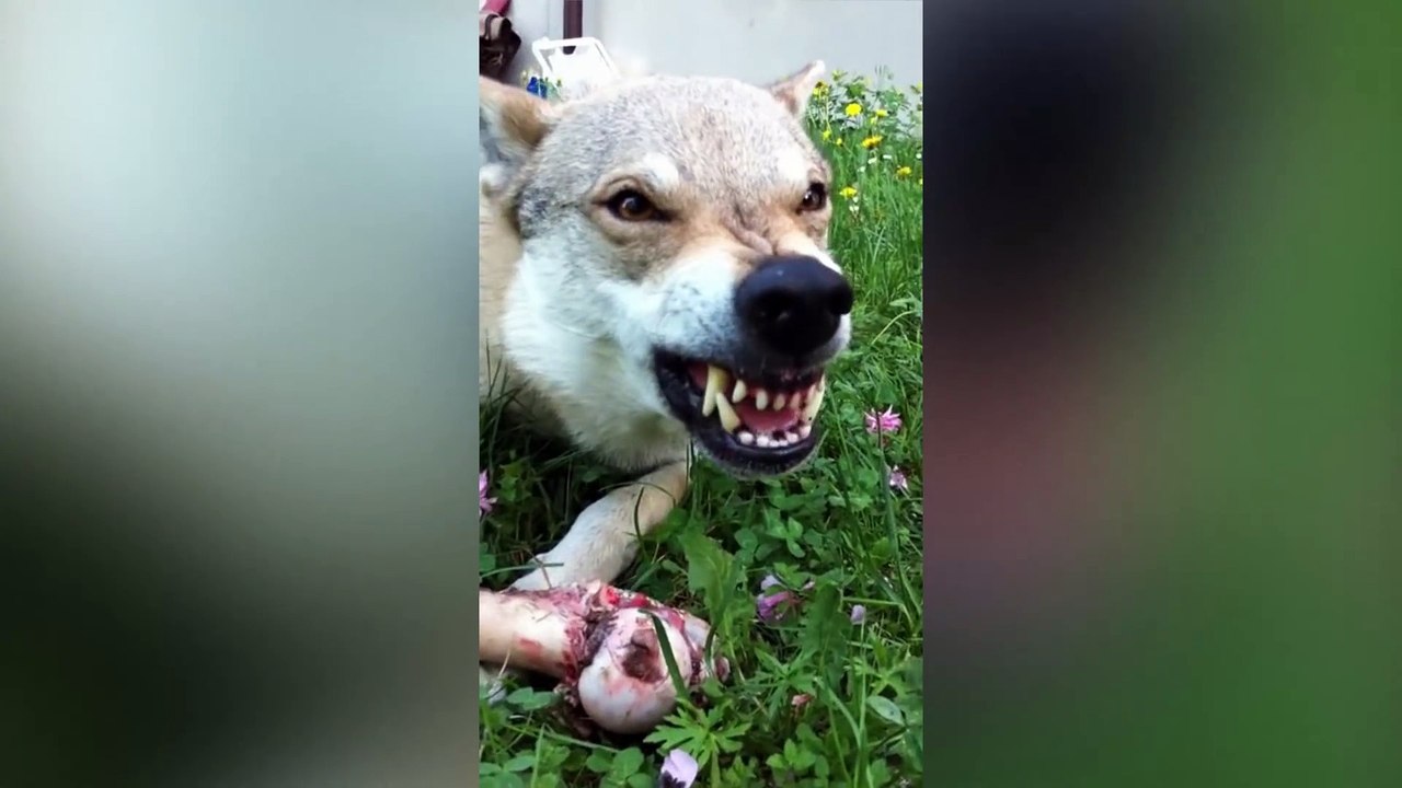 WOW Les races de chiens les plus dangereuses du monde