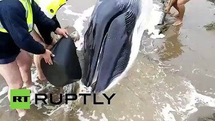 In Punta del Moral Spain Volunteers fight to save washed-up baby whale