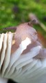 Un escargot filmé en train de manger un champignon de très près : magique