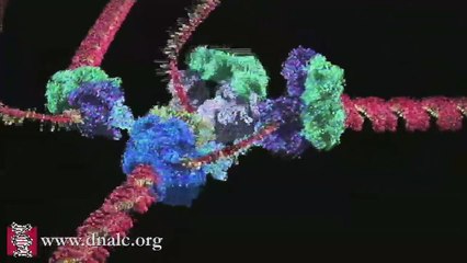 Modélisation 3D de la réplication de l'ADN pour la première fois !