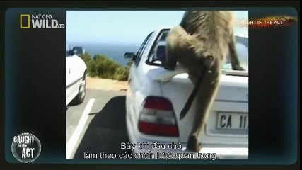 Chimp in 'solitary confinement' is finally rescued 123456 (2)