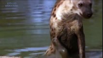 Les Animaux Les Plus Dangereux Au Monde Vidéo Dailymotion
