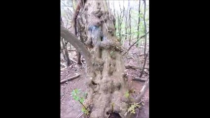 Download Video: Un chien en mode casse-cou saute d'un arbre