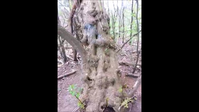 Un chien en mode casse-cou saute d'un arbre