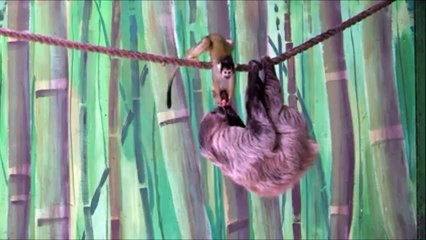 Un singe vole le fruit quasiment dans la bouche d'un paresseux... Trop lent pour réagir haha