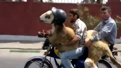 Deux hommes, deux chèvres et une moto !