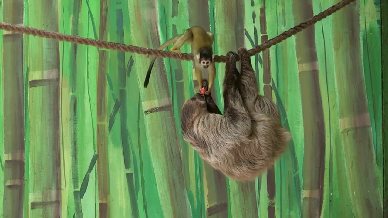 Un singe vole la nourriture d'un paresseux !