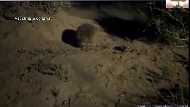 Animal Homosexuality Documentary 12345 (5)