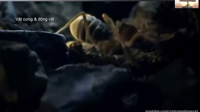 Animal Homosexuality Documentary 12345 (2)