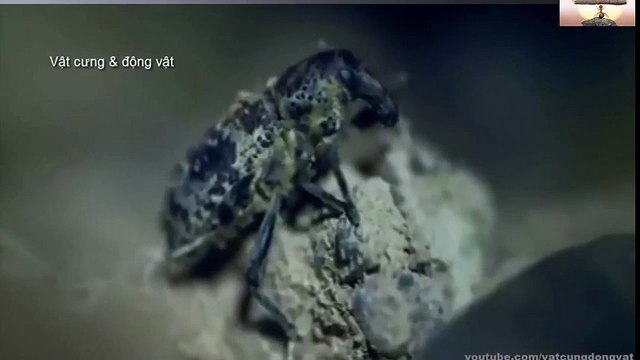 Animal Homosexuality Documentary 12345 (3)