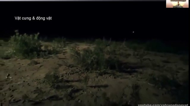 Animal Homosexuality Documentary 12345 (4)