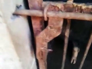 Funny animal videos Funniest Hot Sexy Animal Video The Clever Piggy opening door