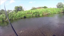 80cmの鯉が釣れるまで頑張るシリーズ　第5弾    Keep Challenging To Catch 80cm (31in) Carp, Episode 5