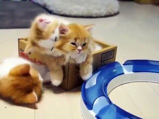 Cute Things  I hate cute things