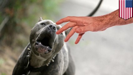 Pit bull mauls owner in Brooklyn and nearly rips his arm off