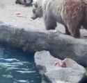 Un ours sauve un corbeau de la noyade