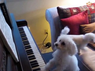 Poodle playing a serenade