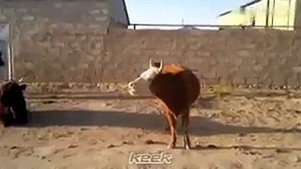 most funny cow dubbing ever must see