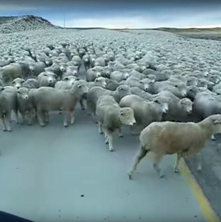 A traffic jam with a difference