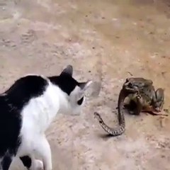 cat vs snake fight very dangerous and funny too