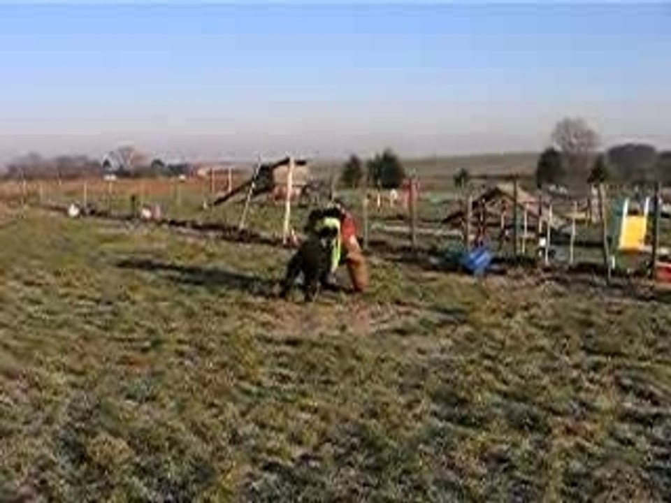 Bouvier des Flandres : Ercq de la Genesis