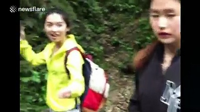 best monkey funny videos ever monket snatching girl mobile