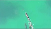Killer whales captured hunting a shark in a feeding frenzy